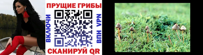 Галлюциногенные грибы Psilocybine cubensis  где купить наркоту  Лаишево 
